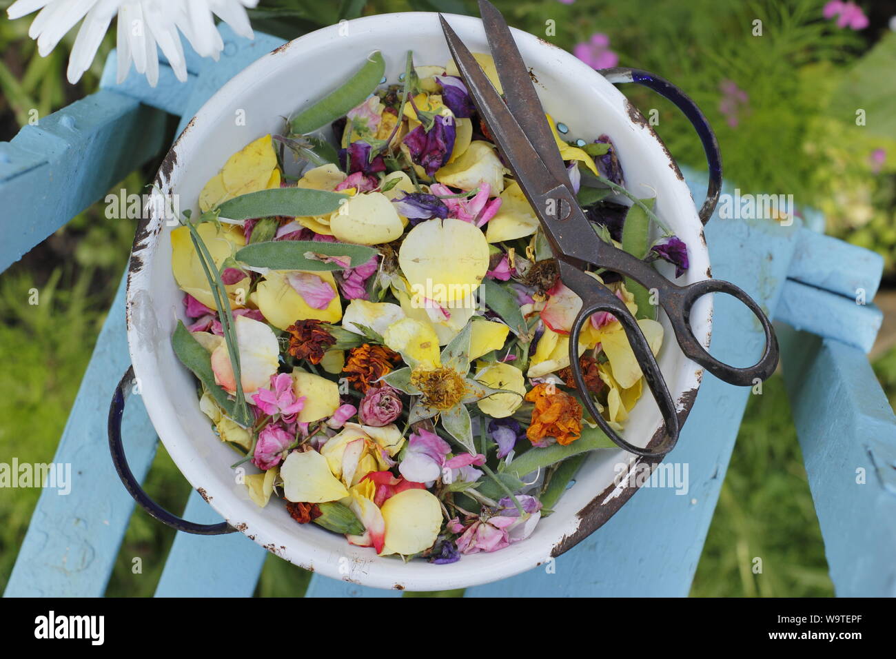 Fiore si arresta - rose, Le calendule e piselli dolci - raccolti in un vecchio colino in un giardino estivo. Regno Unito Foto Stock