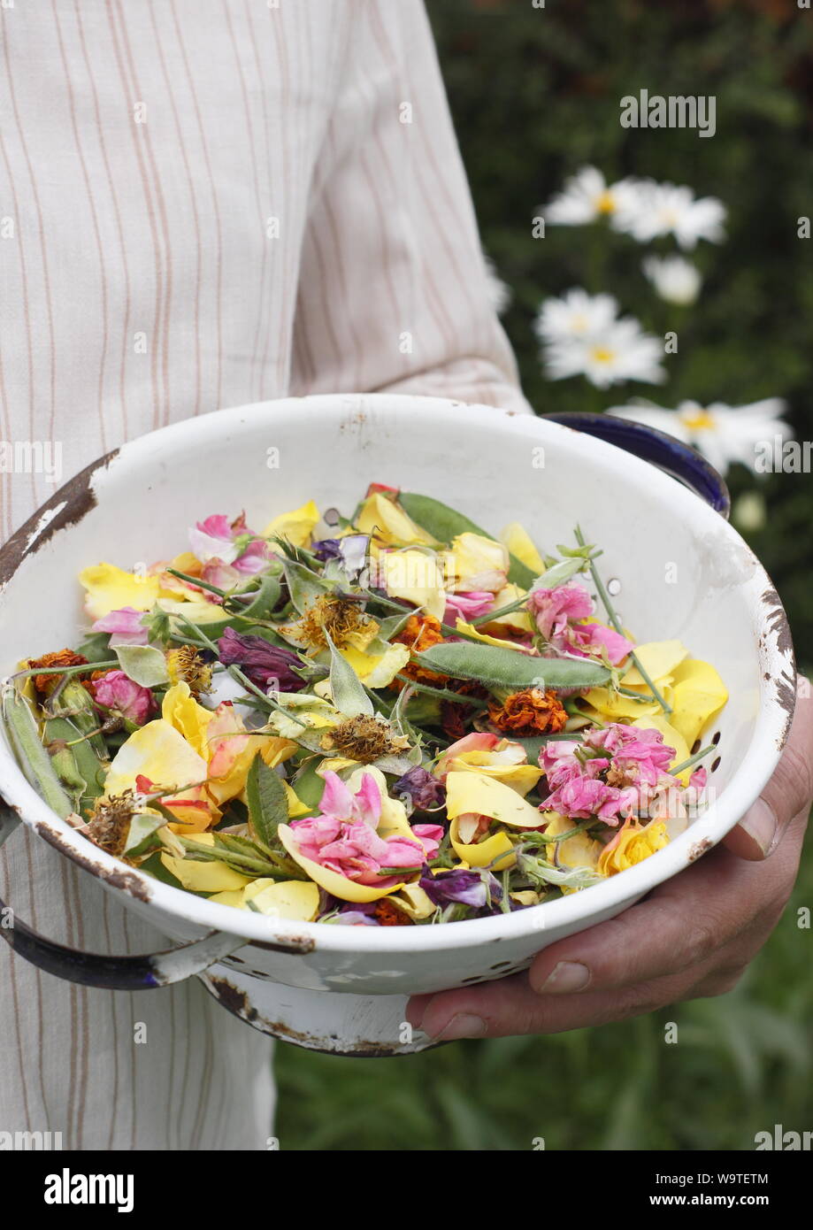 Fiore si arresta - rose, Le calendule e piselli dolci - raccolti in un vecchio colino in un giardino estivo. Regno Unito Foto Stock