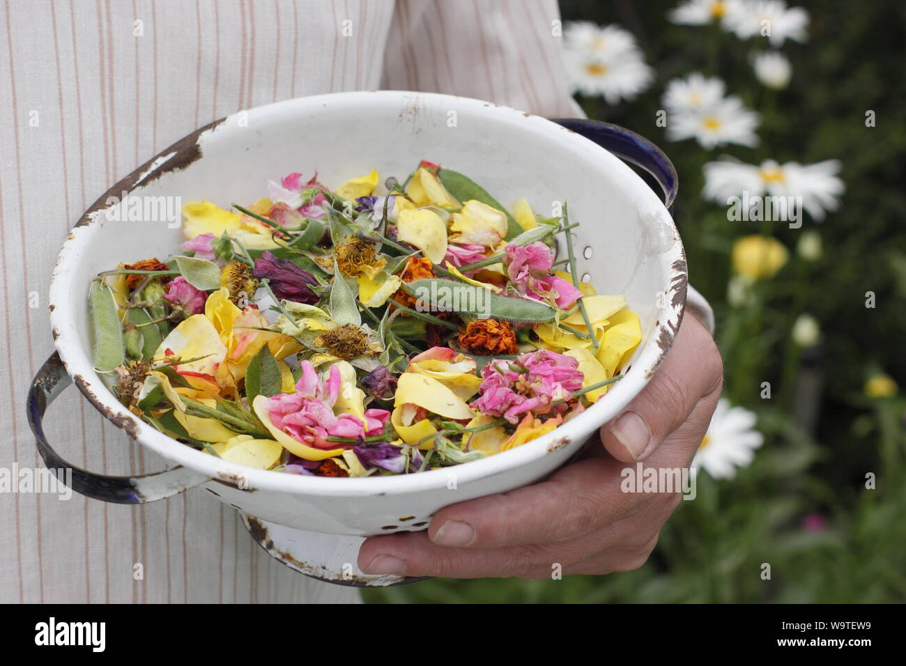 Fiore si arresta - rose, Le calendule e piselli dolci - raccolti in un vecchio colino in un giardino estivo. Regno Unito Foto Stock