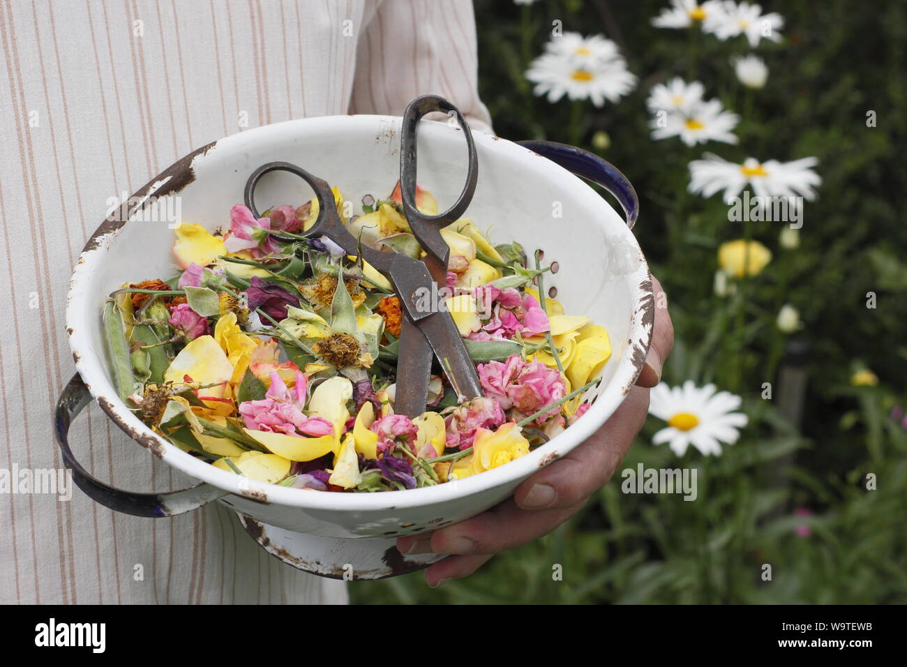 Fiore si arresta - rose, Le calendule e piselli dolci - raccolti in un vecchio colino in un giardino estivo. Regno Unito Foto Stock