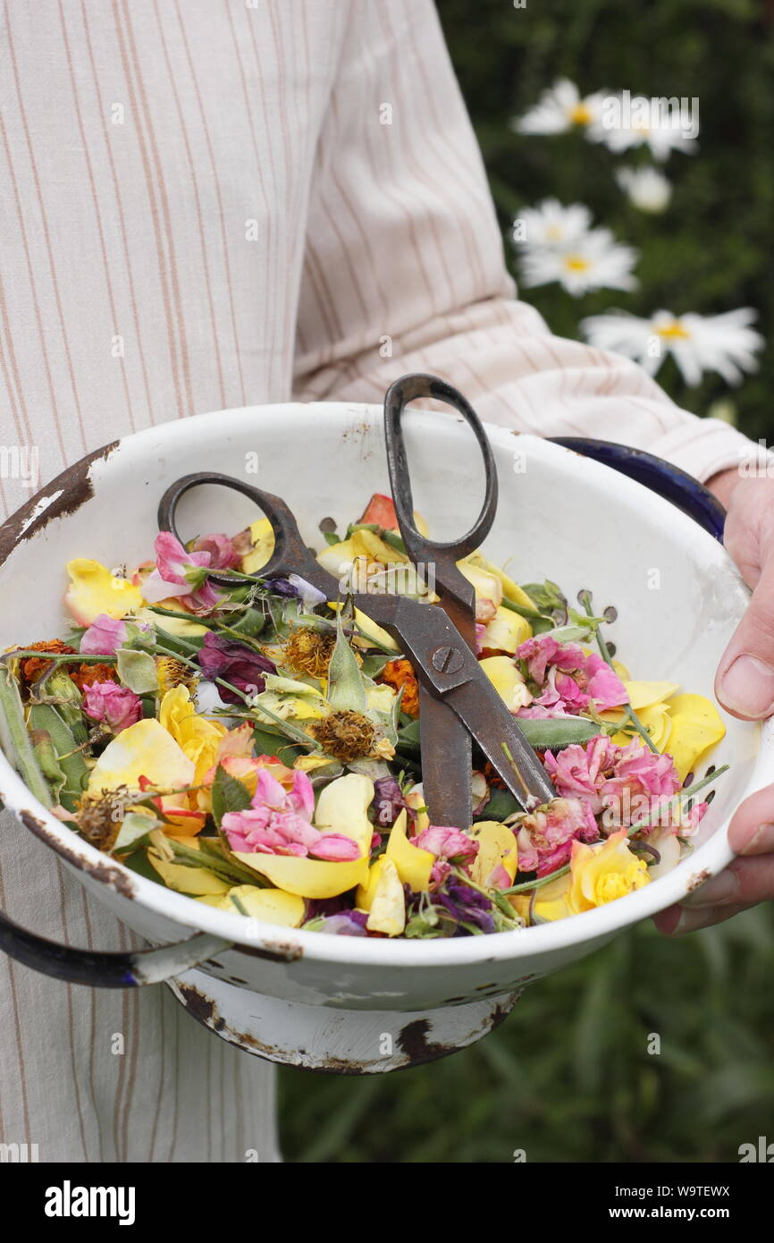 Fiore si arresta - rose, Le calendule e piselli dolci - raccolti in un vecchio colino in un giardino estivo. Regno Unito Foto Stock