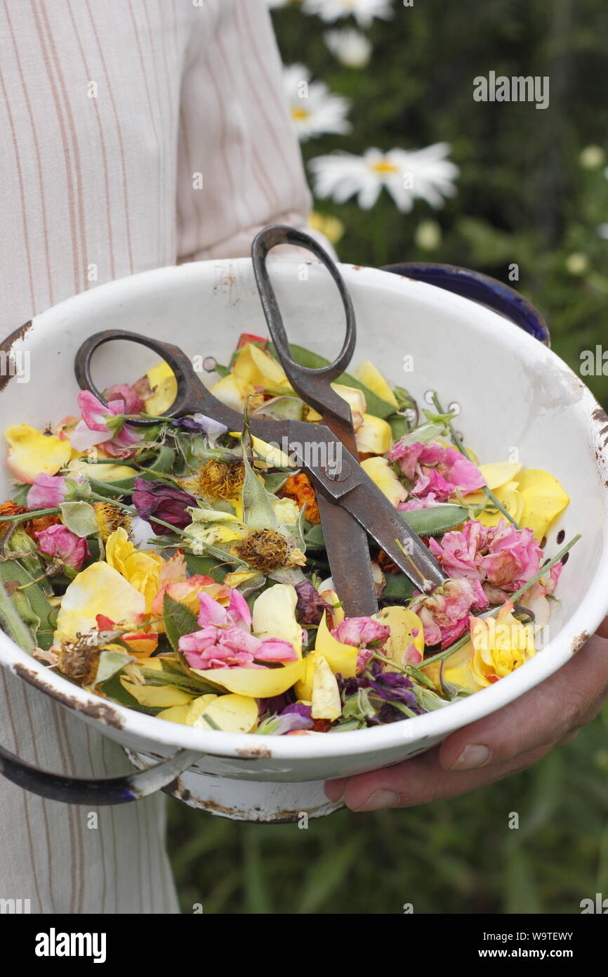 Fiore si arresta - rose, Le calendule e piselli dolci - raccolti in un vecchio colino in un giardino estivo. Regno Unito Foto Stock