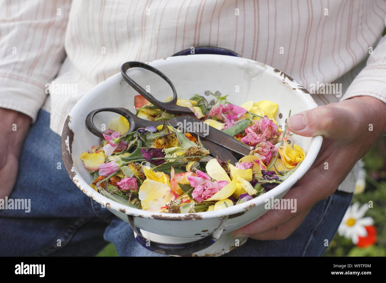 Fiore si arresta - rose, Le calendule e piselli dolci - raccolti in un vecchio scolapasta da un giardiniere maschio in un giardino estivo. Regno Unito Foto Stock