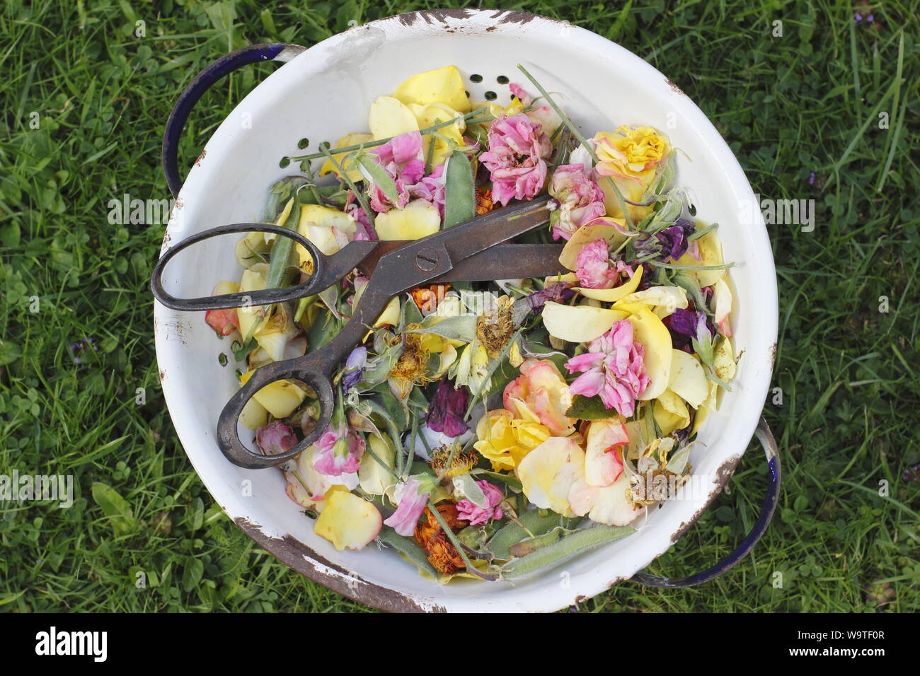 Fiore si arresta - rose, Le calendule e piselli dolci - raccolti in un vecchio colino in un giardino estivo. Regno Unito Foto Stock