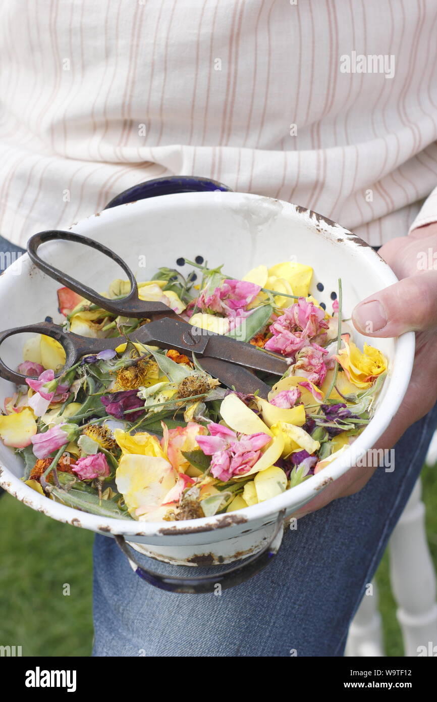 Fiore si arresta - rose, Le calendule e piselli dolci - raccolti in un vecchio scolapasta da un giardiniere maschio in un giardino estivo. Regno Unito Foto Stock