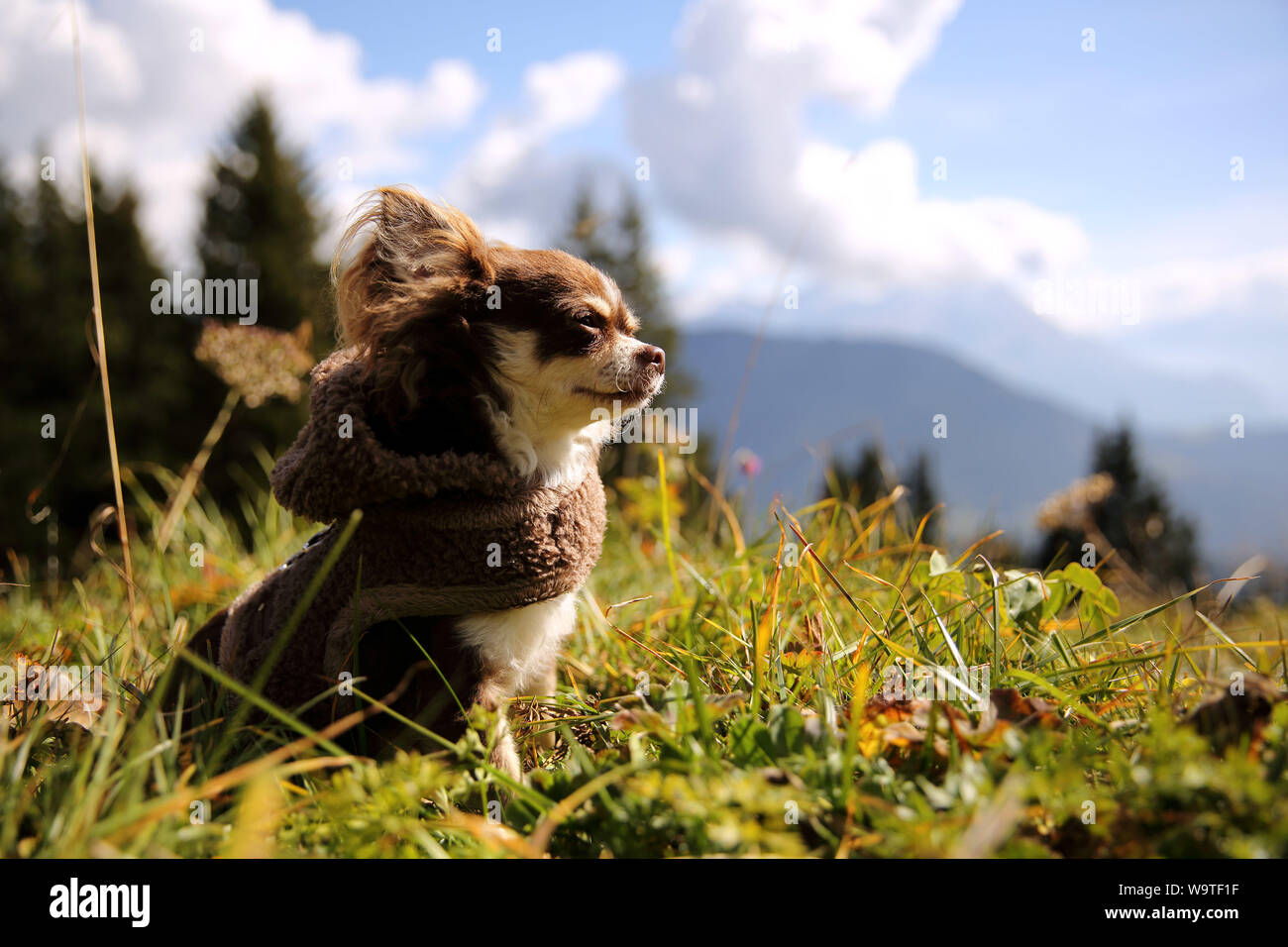 Longcoat Chihuahua dog sitter in un prato, Svizzera Foto Stock