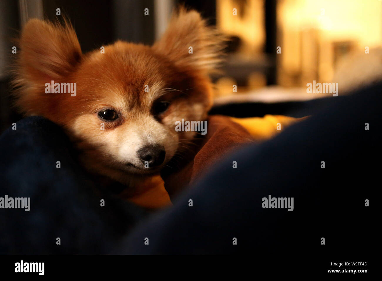 Cane di Pomerania giacente su un letto Foto Stock