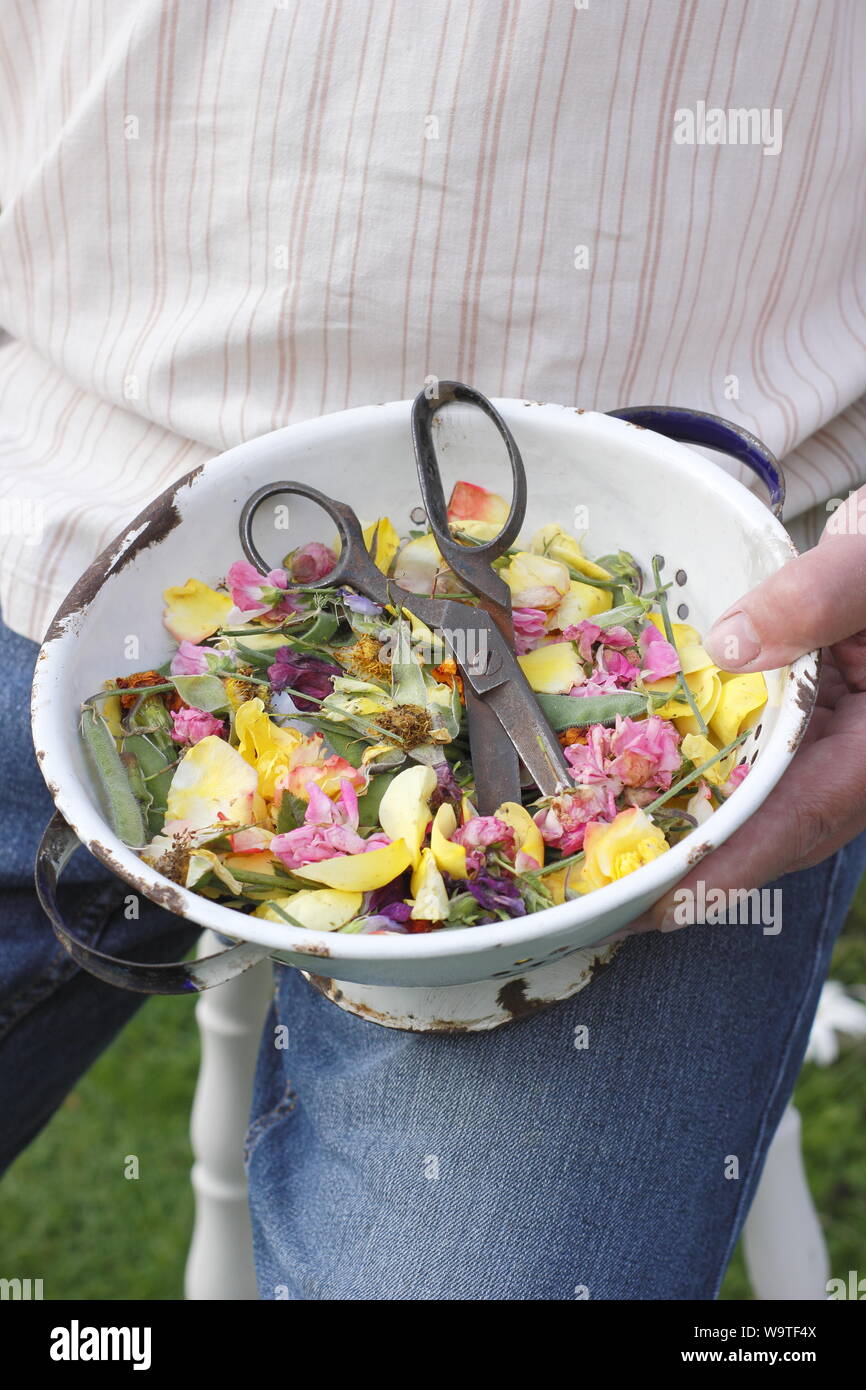 Fiore si arresta - rose, Le calendule e piselli dolci - raccolti in un vecchio scolapasta da un giardiniere maschio in un giardino estivo. Regno Unito Foto Stock