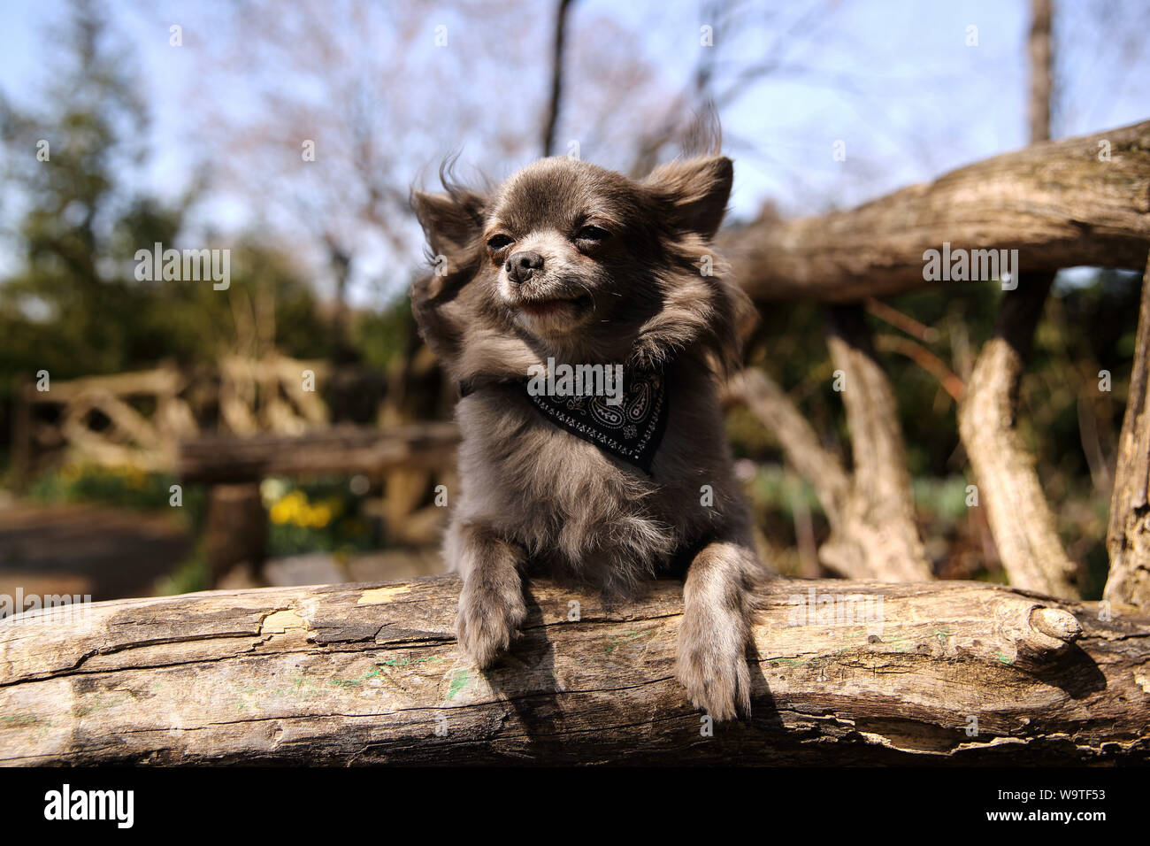 Ritratto di un blu longcoat Chihuahua che indossa una bandana Foto Stock