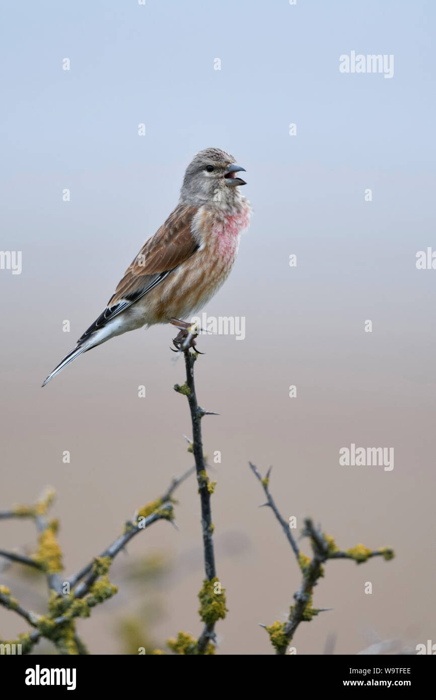 Comuni / Linnet Bluthänfling ( Carduelis cannabina ), uccello maschio in abito di allevamento, arroccato sulla cima di un secco bush spinoso, cantando, la fauna selvatica, l'Europa. Foto Stock