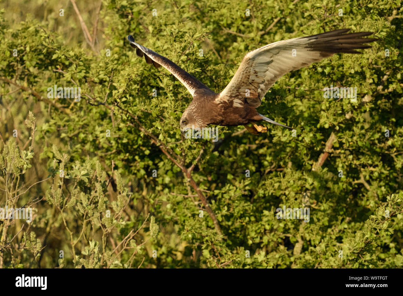 Western Marsh Harrier / Rohrweihe ( Circus aeruginosus ), maschio adulto, volare, caccia volo, guardando la preda davanti di boccole, fauna selvatica, l'Europa. Foto Stock
