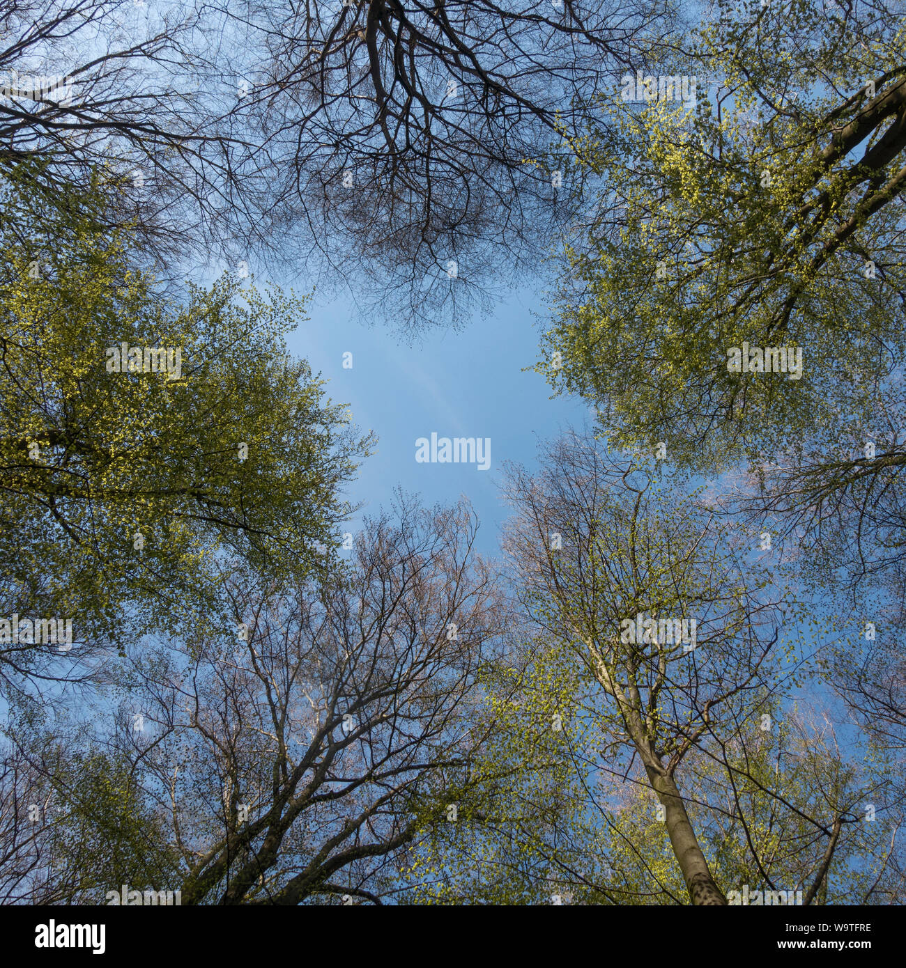 Tree Tops in primavera, uno sguardo nel cielo blu, faggi in primavera, in Germania, in Europa. Foto Stock