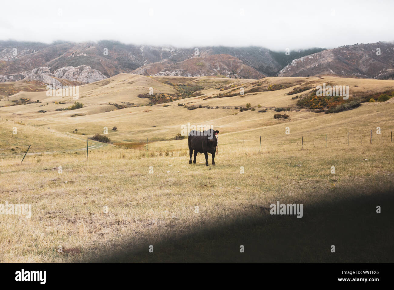 Mucca in piedi in un campo, Wyoming negli Stati Uniti Foto Stock
