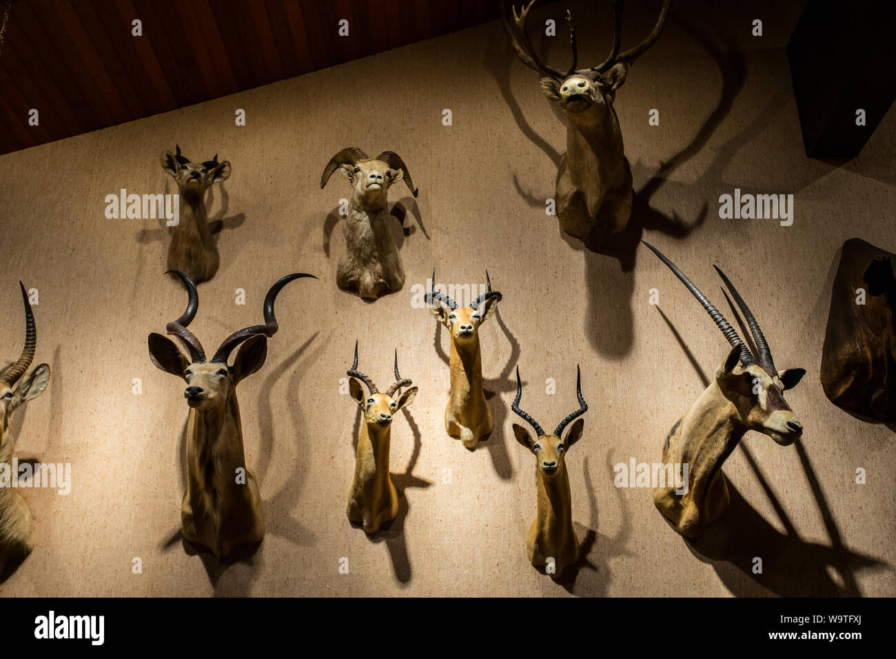 Close-up di testine di animali montato su una parete Foto Stock