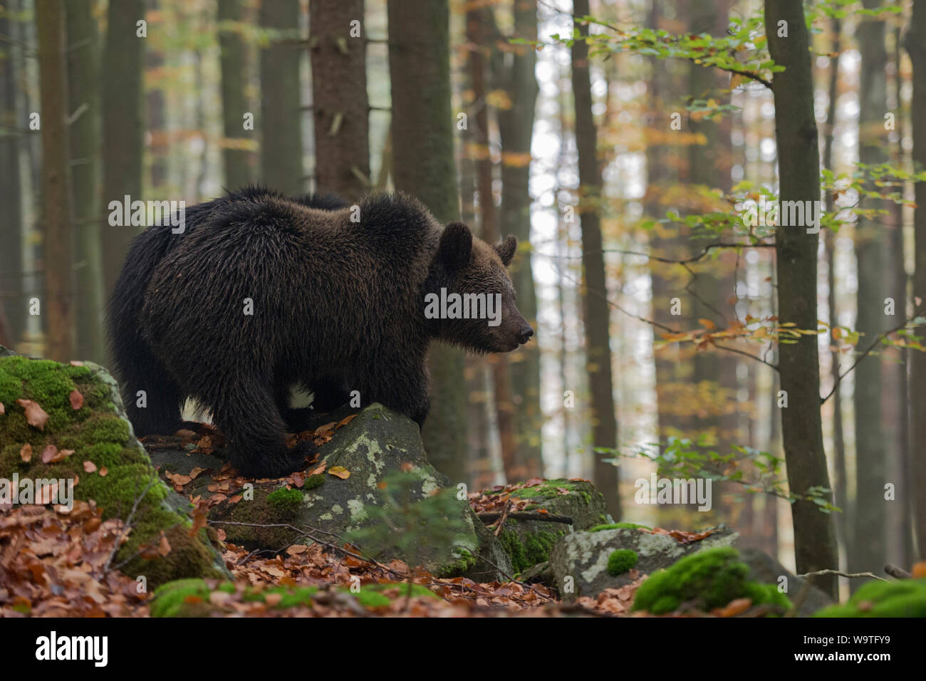 Unione orso bruno / Braunbaer ( Ursus arctos ), giovani cub, esplorare le zone circostanti, in piedi su alcune rocce in un colorato autunnali foresta, l'Europa. Foto Stock