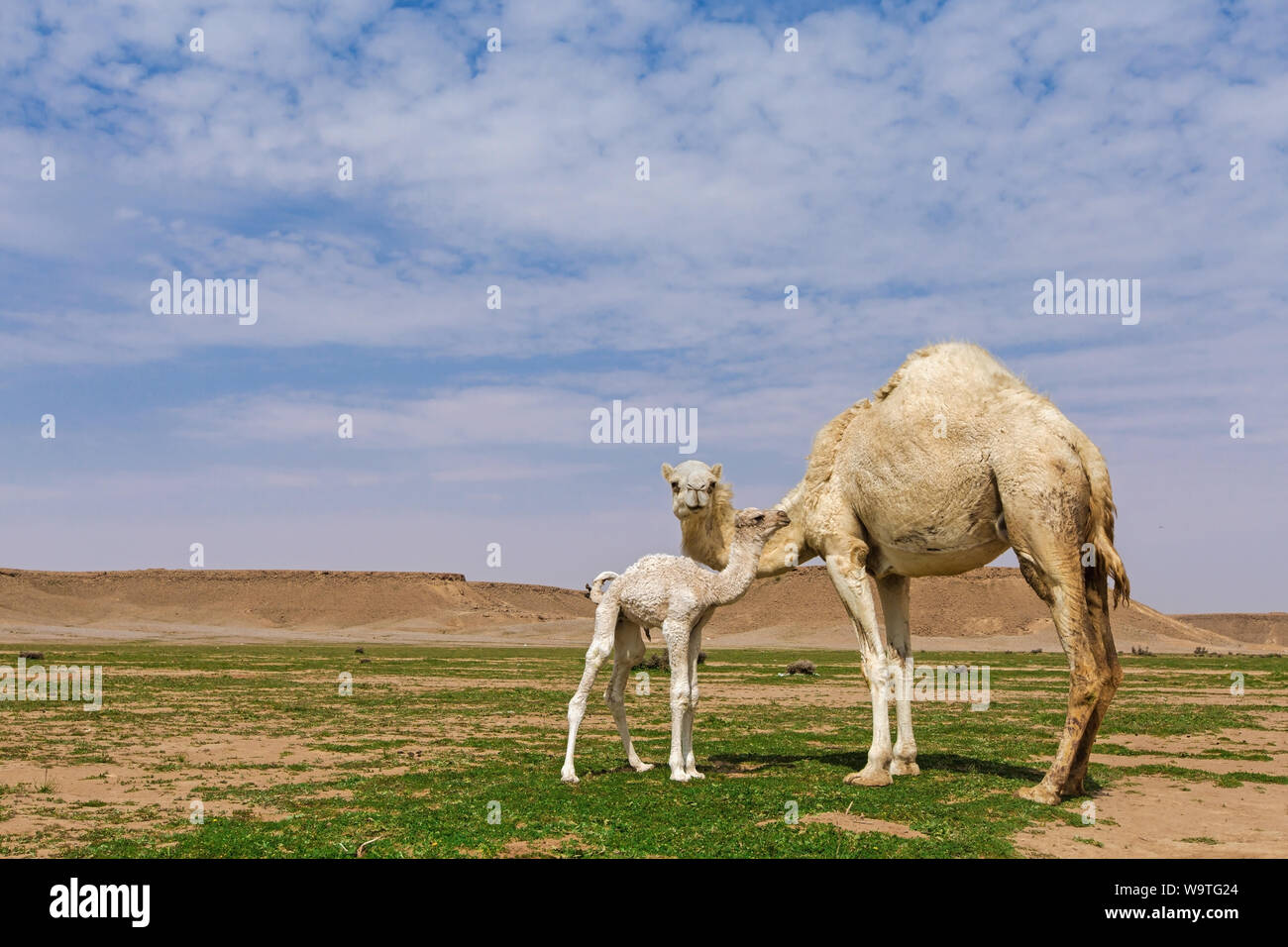 Camel mucca con il suo vitello, Riyadh, Arabia Saudita Foto Stock