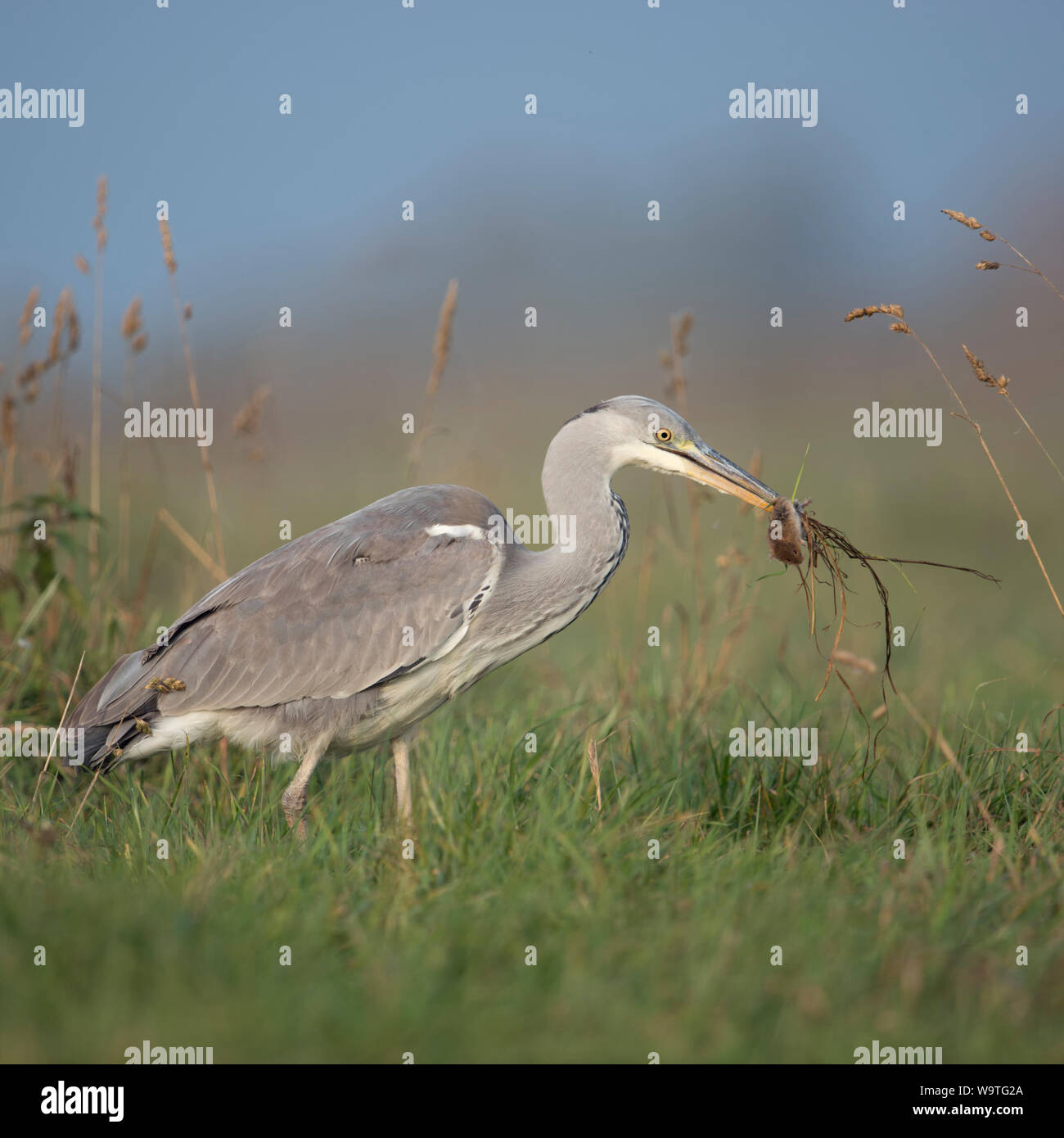 Airone cenerino / Graureiher ( Ardea cinerea ) a piedi attraverso un prato con roditore / mouse nel suo becco, alimentazione sulla preda, cacciatore di successo, la fauna selvatica, Eur Foto Stock