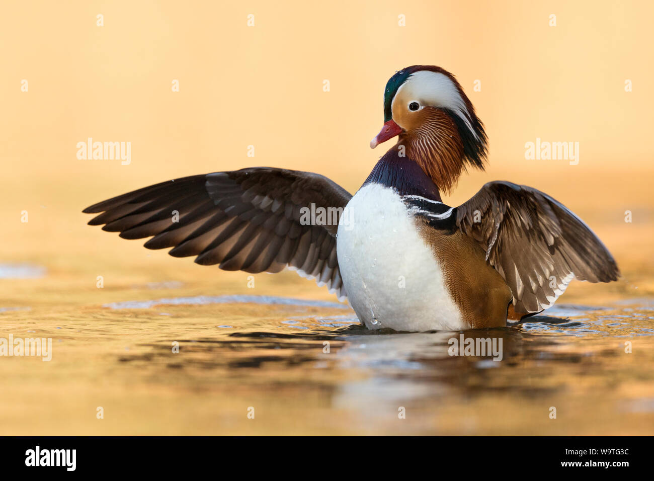 Anatra di mandarino / Mandarinente ( Aix galericulata ), piuttosto maschio, stretching, diffusione di ali, svolazzanti e dorato brillante luce di ottobre, l'Europa. Foto Stock