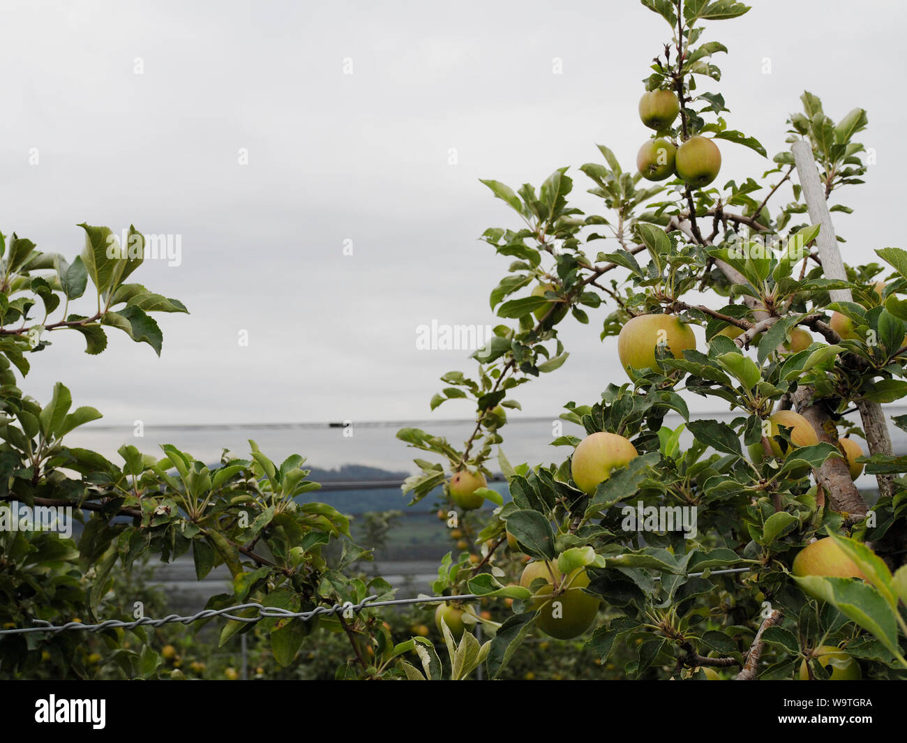 Apfelbäume vom Juckerhof in Seegräben beim Pfäffikersee ZH Foto Stock