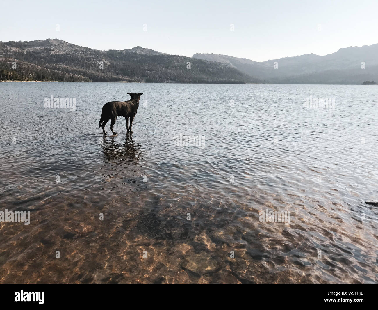 Cane in piedi in un lago, Wyoming negli Stati Uniti Foto Stock