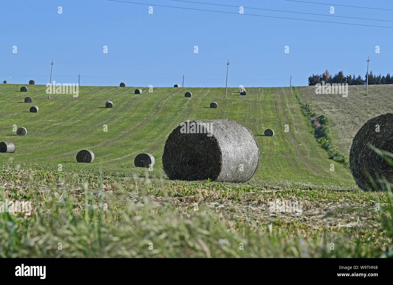Balle di Lucerna chiamato anche erba medica o erba medica latino medicago sativa sul pendio di una collina in primavera nei pressi di Recanati e Loreto nelle Marche, Italia Foto Stock