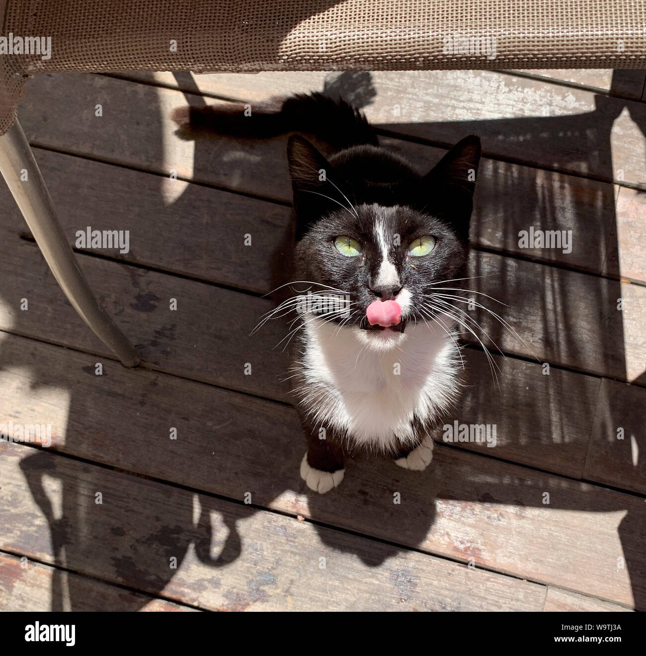 Ritratto di un gatto seduto sotto una sedia leccare le sue labbra Foto Stock