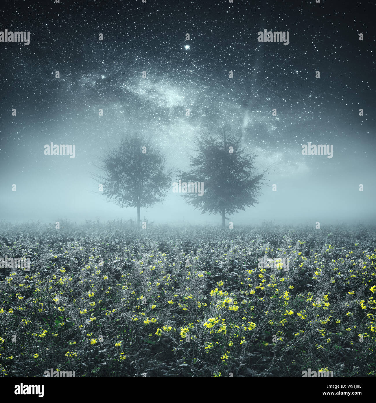 Due alberi in un campo di colza di notte, Cork, Irlanda Foto Stock