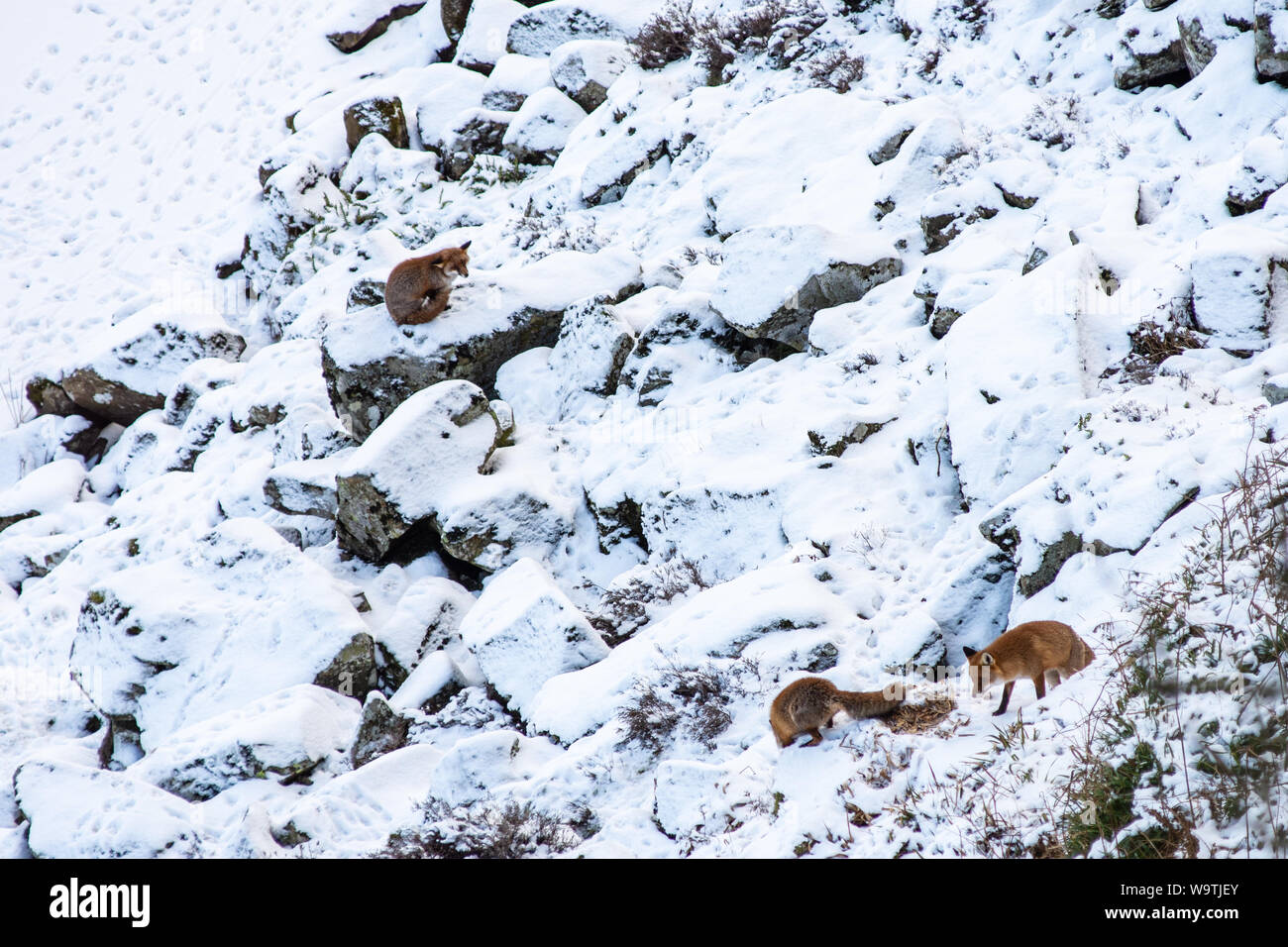 Una famiglia di volpi caccia sul Ghiaioni rocciosi sotto Highshield balze e accanto al lago ghiacciato della falesia di Lough vicino una volta prodotta nel Northumberland. Foto Stock
