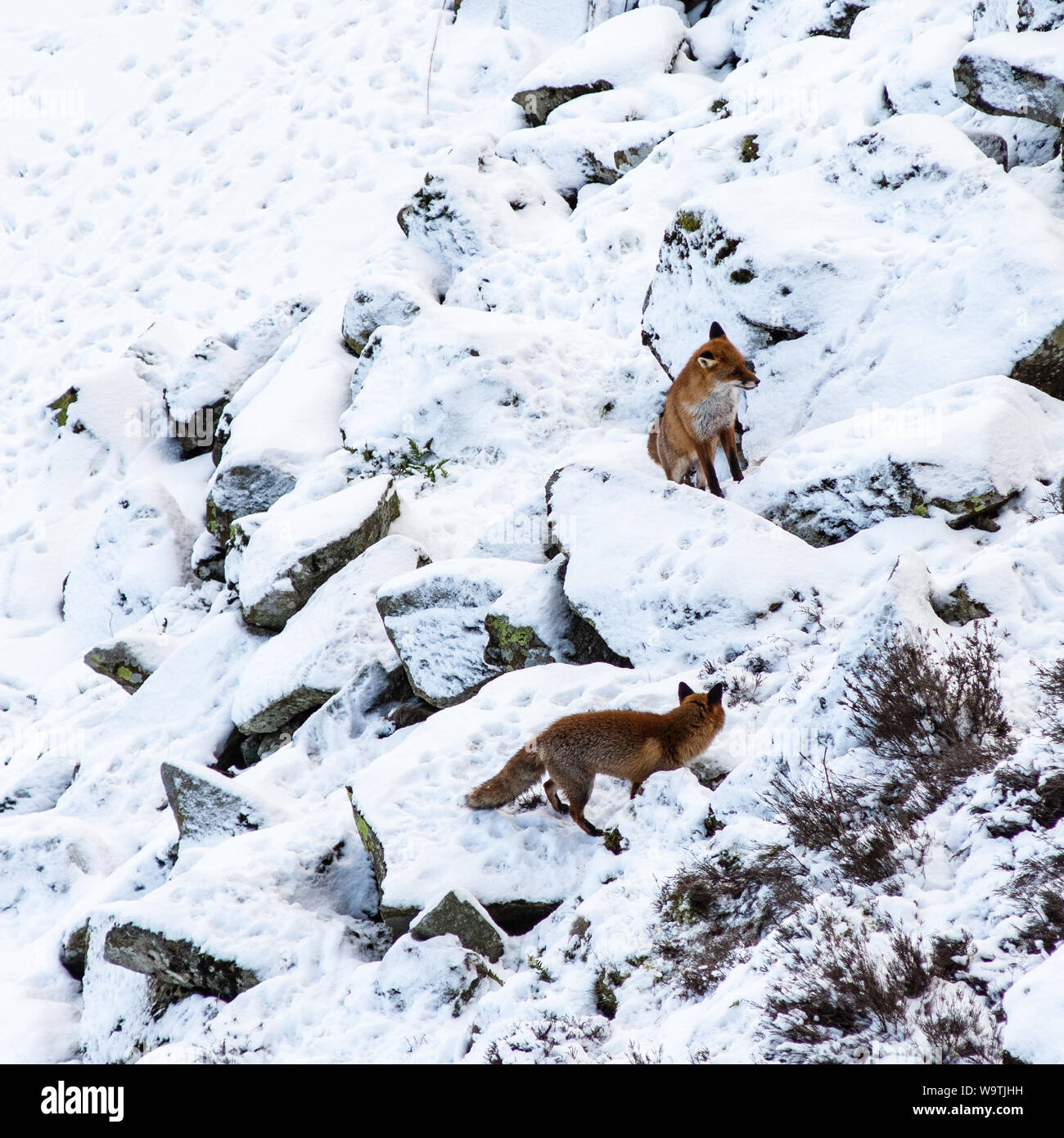 Una famiglia di volpi caccia sul Ghiaioni rocciosi sotto Highshield balze e accanto al lago ghiacciato della falesia di Lough vicino una volta prodotta nel Northumberland. Foto Stock