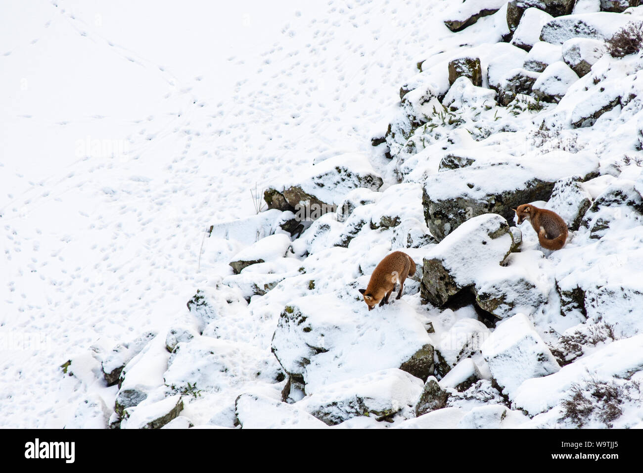 Una famiglia di volpi caccia sul Ghiaioni rocciosi sotto Highshield balze e accanto al lago ghiacciato della falesia di Lough vicino una volta prodotta nel Northumberland. Foto Stock