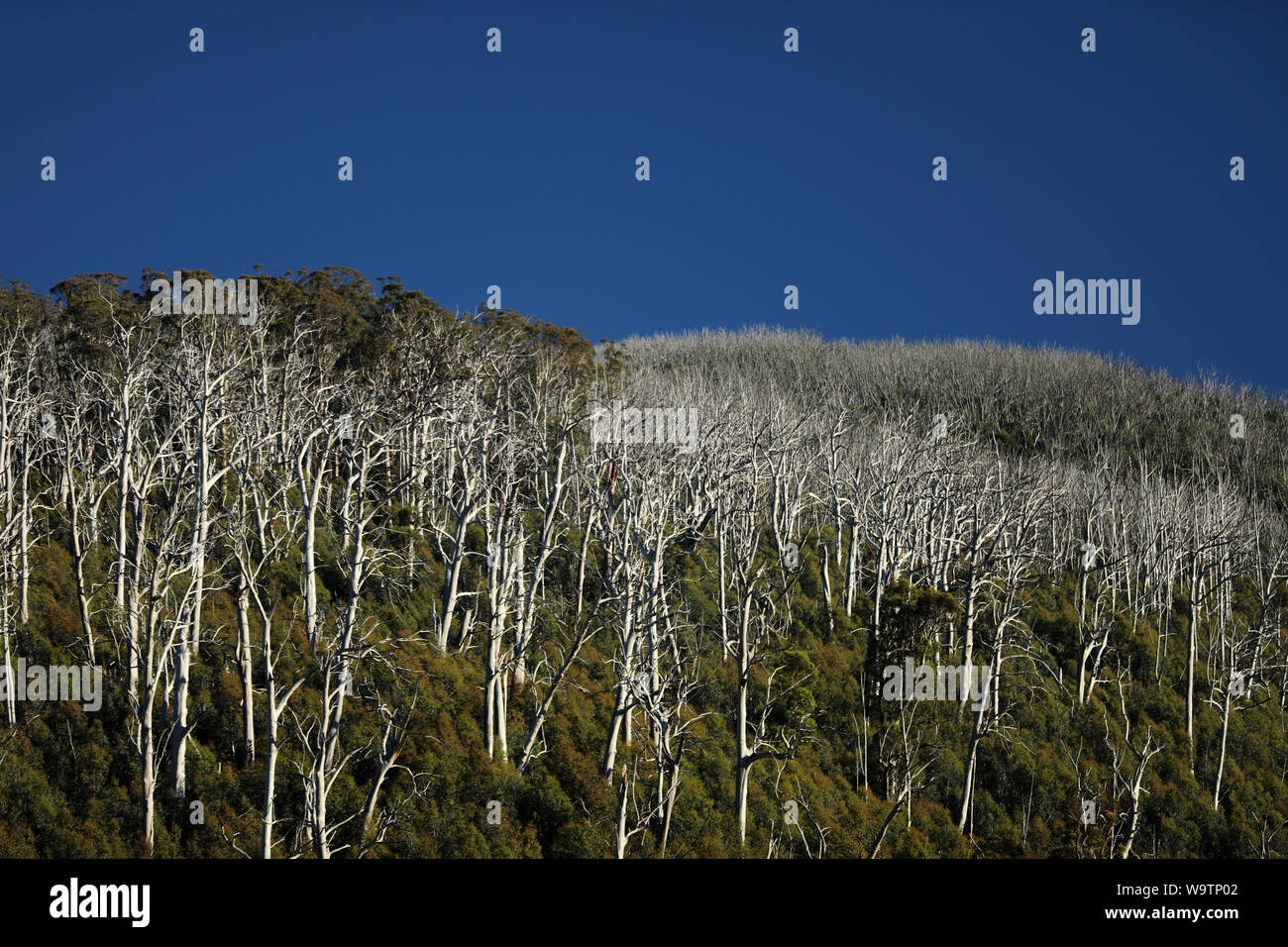 Foresta pluviale in Australia Foto Stock
