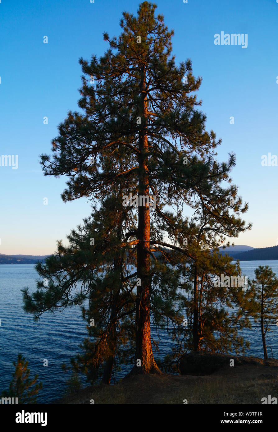 Il tardo pomeriggio di sole che splende su un albero in riva al lago. Foto Stock