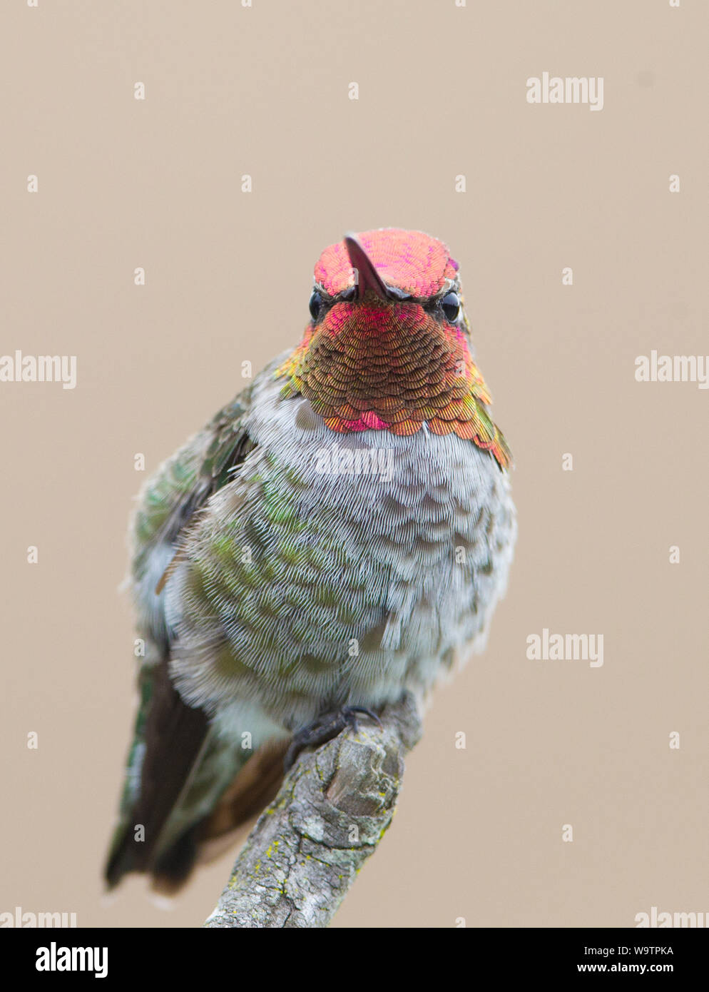 Anna Hummingbird testa maschio e gorget red Foto Stock