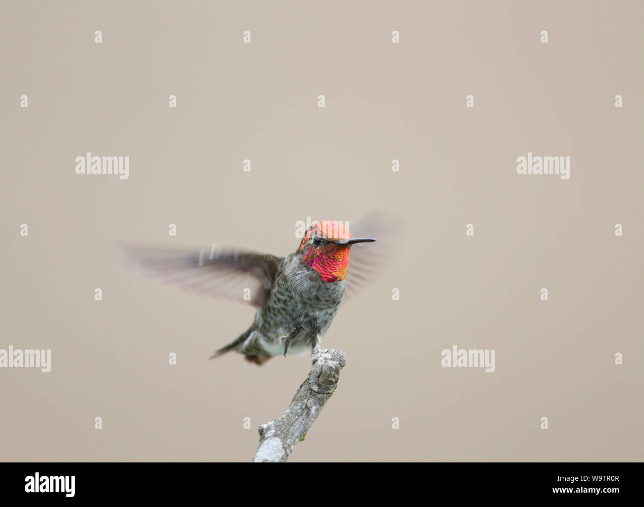 Anna Hummingbird testa maschio e gorget red Foto Stock