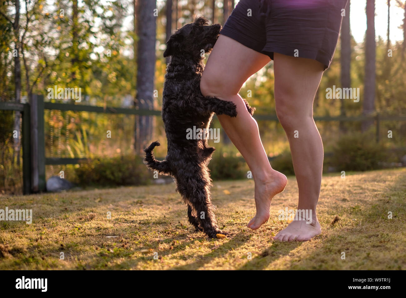 Dog humping o montaggio sulla gamba del proprietario. Foto Stock