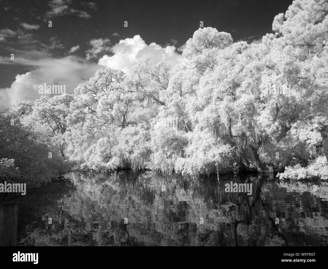 Myakka River in Vencie Florida preso come un infrarosso immagine rosso e convertito in bianco e nero Foto Stock