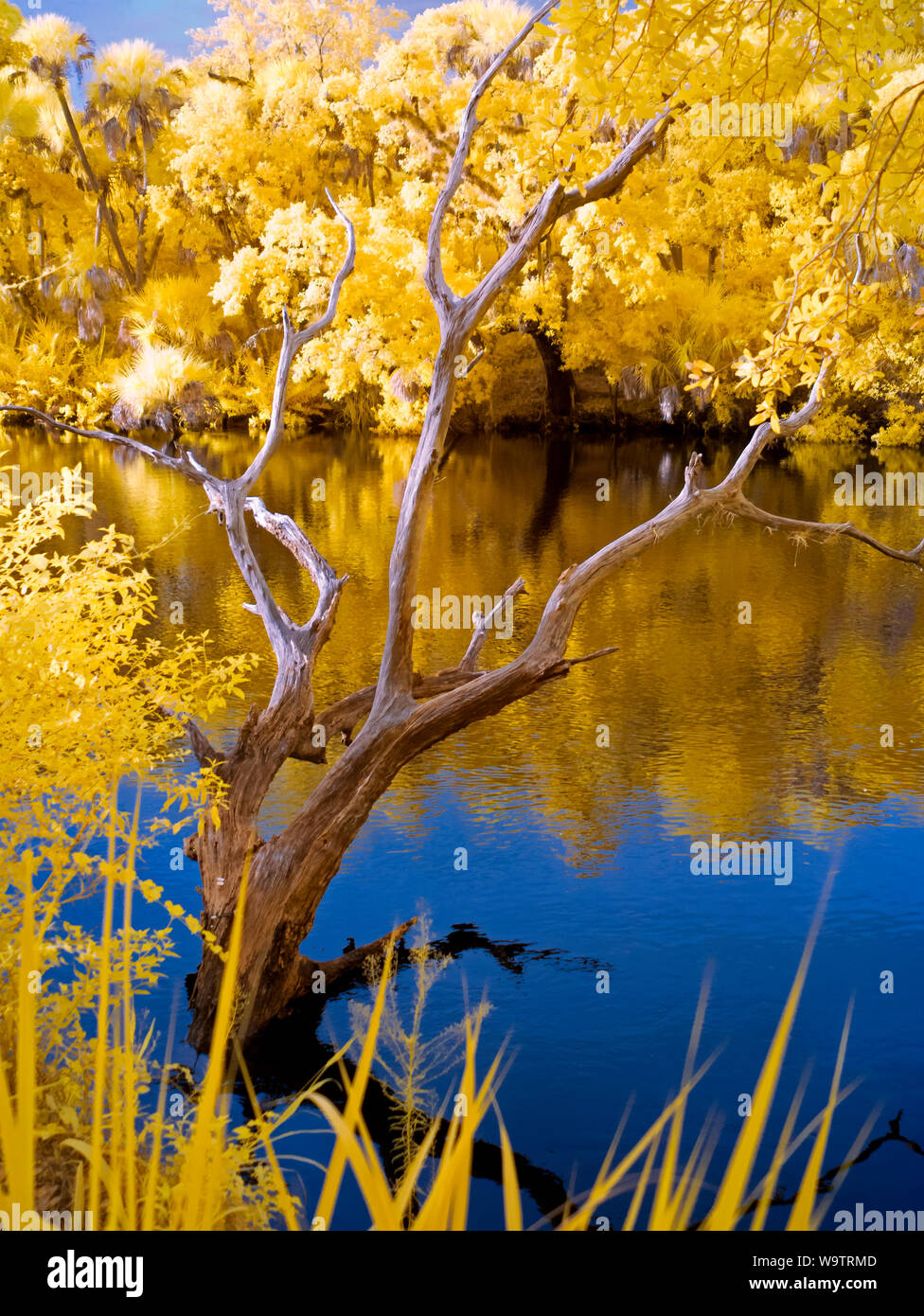 Fiume Myakks a Venezia Florida prese con un rosso a infrarossi immagine a falsi colori, brillante, di colore giallo Foto Stock