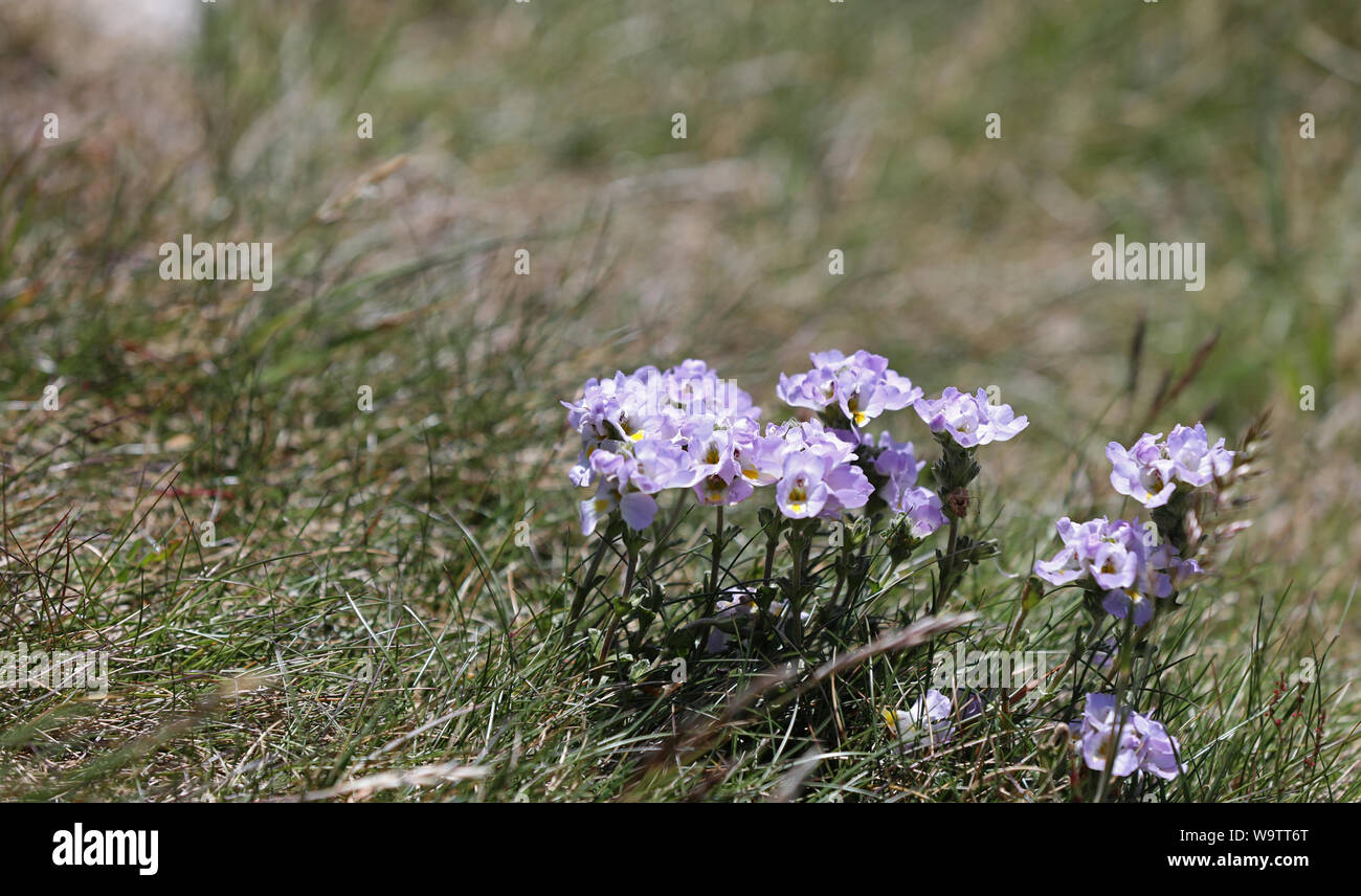 Fiori Piante a Mount Kosciuszko Foto Stock