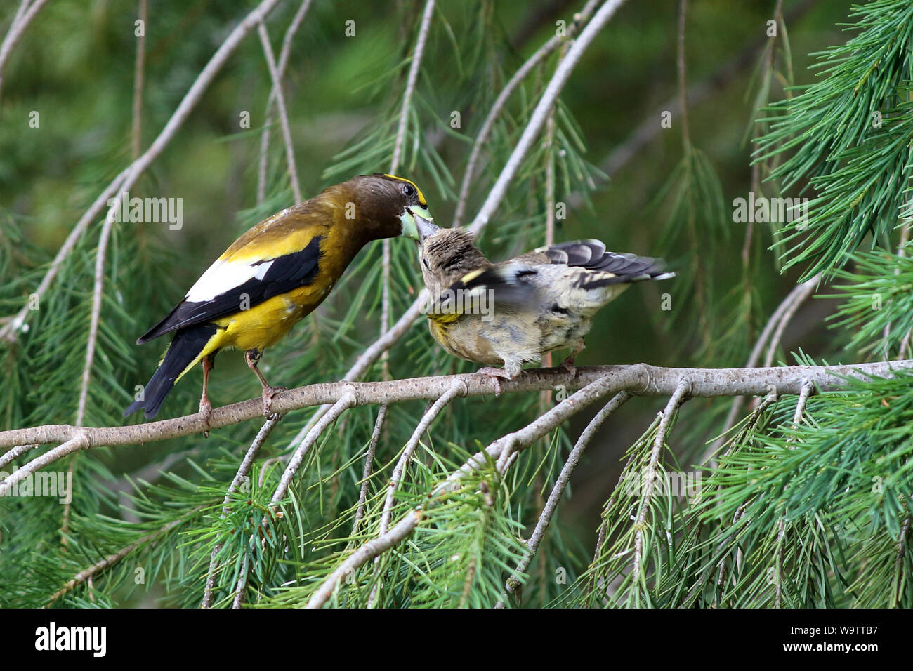 Maschio adulto sera Grosbeak pazientemente alimenta olio di semi di girasole per la sua prole su un ramo di albero Foto Stock