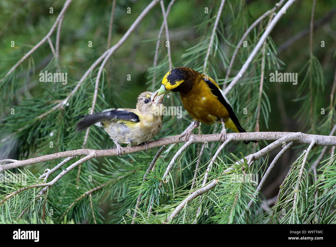 Maschio adulto sera Grosbeak pazientemente alimenta olio di semi di girasole per la sua prole su un ramo di albero Foto Stock