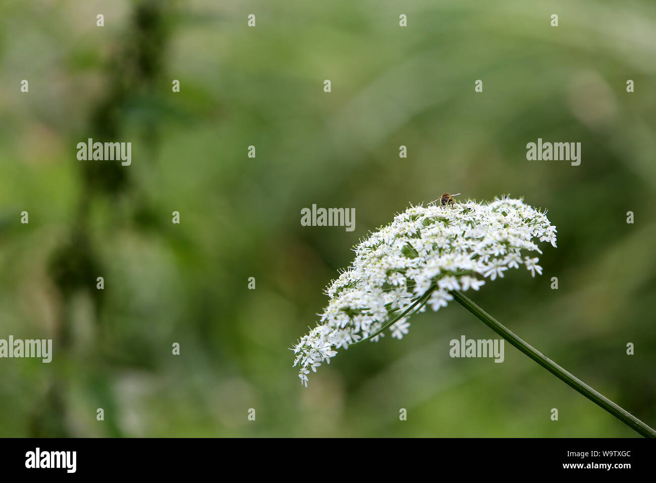 La carotte sauvage. (Famille des Apiacées). Foto Stock