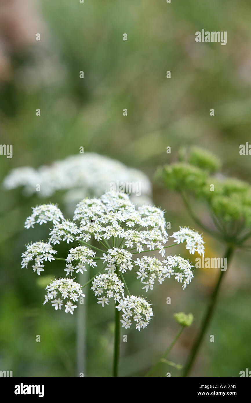 La carotte sauvage. (Famille des Apiacées). Foto Stock