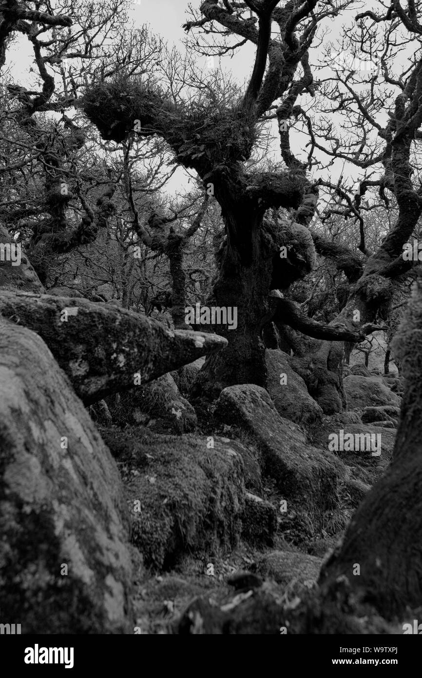 Wistman il legno in Occidente Dart Valley, Dartmoor Devon. Versione in bianco e nero Foto Stock