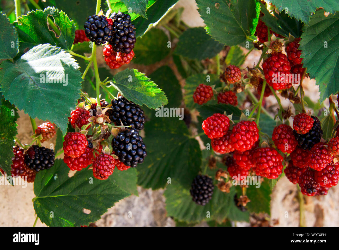 More mature sul ramo Foto Stock