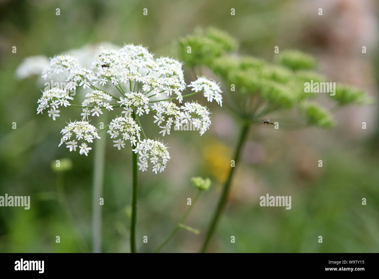 La carotte sauvage. (Famille des Apiacées). Foto Stock