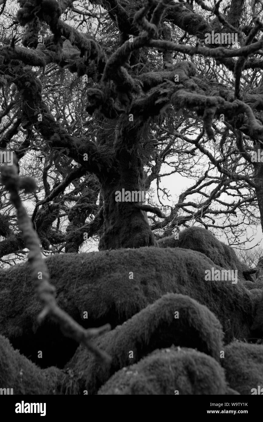 Wistman il legno in Occidente Dart Valley, Dartmoor Devon. Versione in bianco e nero Foto Stock