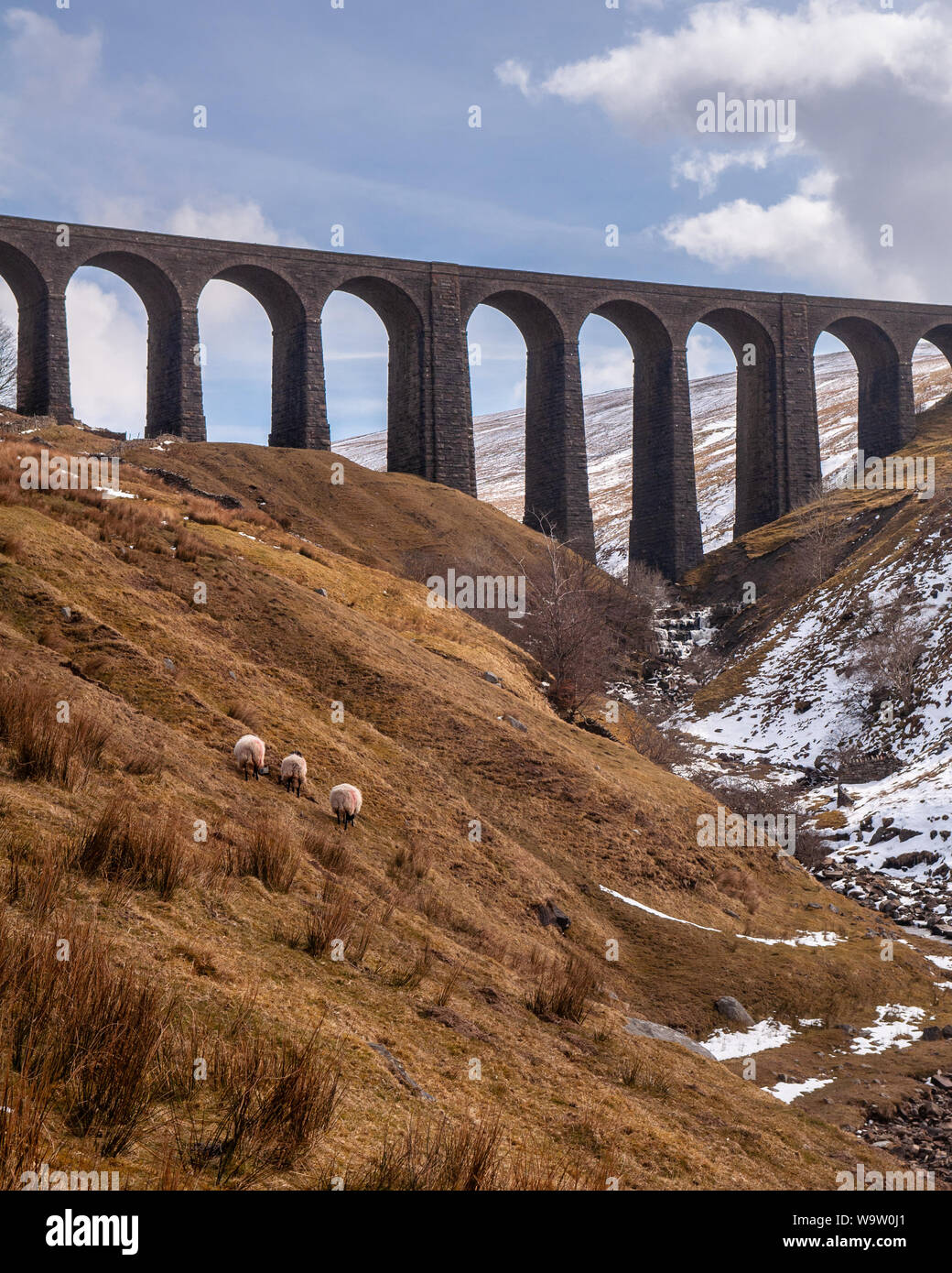Pecore pascolano su pascolo in Arten Gill sotto un viadotto del Settle-Carlisle linea ferroviaria. Foto Stock