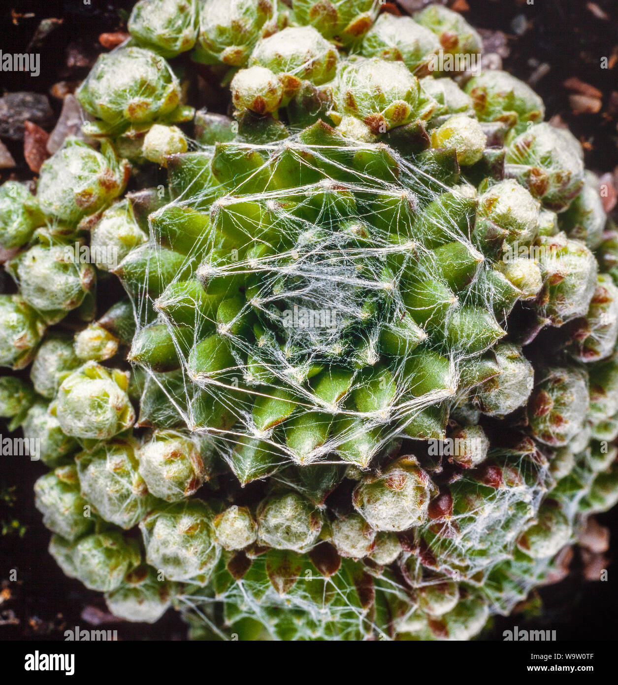 Ragnatela semprevivo, Sempervivum arachnoideum, succulenti rosette, coperto da silken come filettature Foto Stock