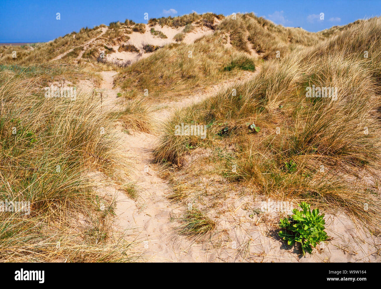 Dune marittime, Ainsdale, Lancashire. UK.Sistema di grandi dimensioni, esteso marram la crescita di erba, Ammophila arenaria, una sabbia comune stabilizzatore. Foto Stock