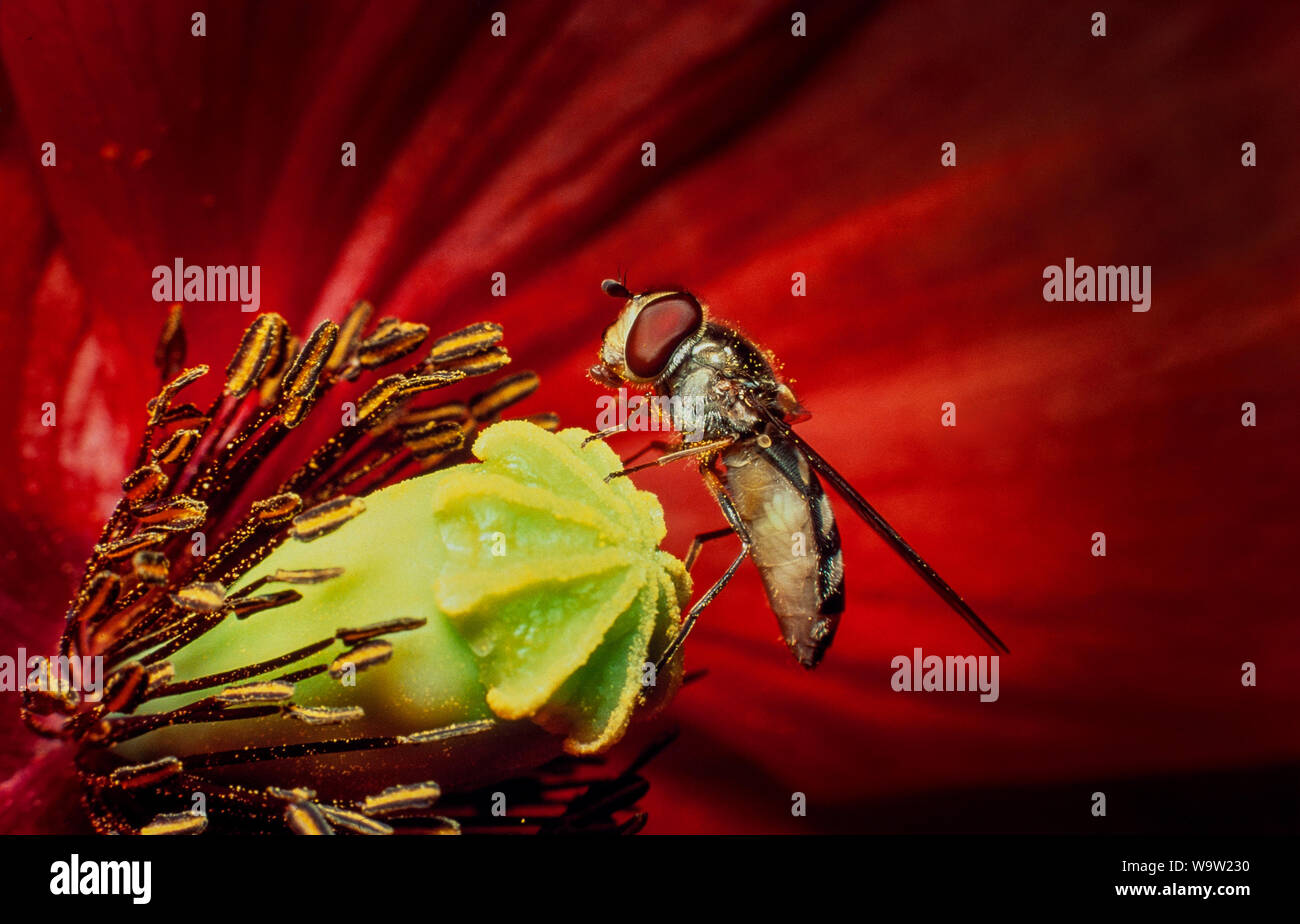 Hoverfly sul fiore di papavero Foto Stock